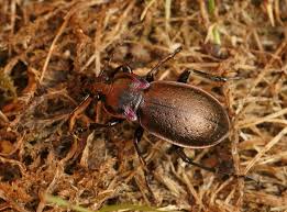 Attēlu rezultāti vaicājumam “Carabus nemoralis”