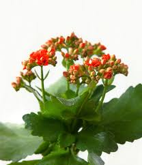 Image result for Kalanchoe blossfeldiana