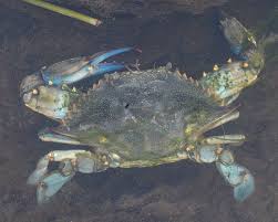 Image result for Callinectes sapidus