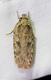 Attēlu rezultāti vaicājumam “Agonopterix ciliella imago”