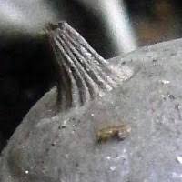 Attēlu rezultāti vaicājumam “Geastrum pectinatum”