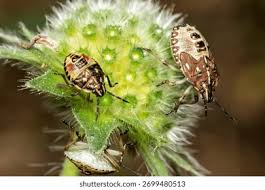 Attēlu rezultāti vaicājumam “Carpocoris sp. nymph”