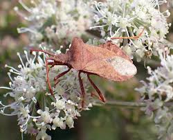 Attēlu rezultāti vaicājumam “Coreus marginatus imago”