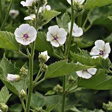 Image result for Althaea officinalis