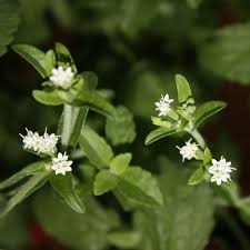 Image result for Stevia rebaudiana