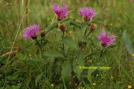 Attēlu rezultāti vaicājumam “Centaurea phrygia”