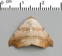 Attēlu rezultāti vaicājumam “Laspeyria flexula”