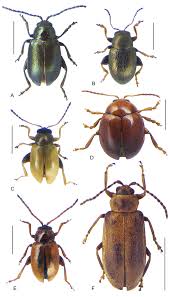 Attēlu rezultāti vaicājumam “Alticinae”