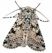 Attēlu rezultāti vaicājumam “Griposia aprilina”