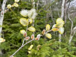 Attēlu rezultāti vaicājumam “Salix aurita flower”