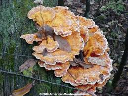 Attēlu rezultāti vaicājumam “Laetiporus sulphureus”