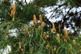 Attēlu rezultāti vaicājumam “Pinus pumila male flower”
