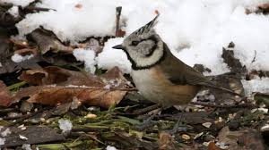 Attēlu rezultāti vaicājumam “Lophophanes cristatus”