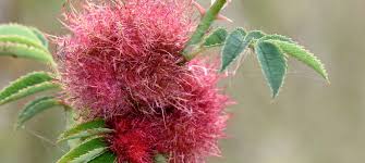 Attēlu rezultāti vaicājumam “Diplolepis rosae”