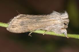 Attēlu rezultāti vaicājumam “Cucullia fraudatrix”