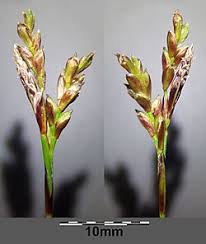 Attēlu rezultāti vaicājumam “Carex digitata leaf”