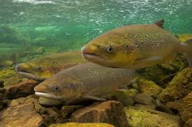 Image result for Salmo pellegrini