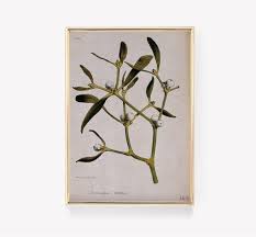 Attēlu rezultāti vaicājumam “Viscum album”