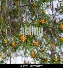 Attēlu rezultāti vaicājumam “Pinus pumila male flower”
