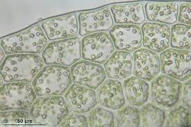 Attēlu rezultāti vaicājumam “Calypogeia integristipula”