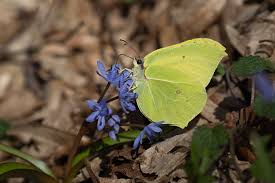 Attēlu rezultāti vaicājumam “Gonepteryx rhamni upperside”