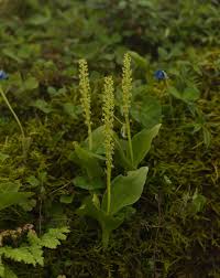 Attēlu rezultāti vaicājumam “Listera ovata fruit”