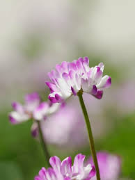Attēlu rezultāti vaicājumam “Astragalus arenarius flower”