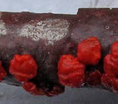 Attēlu rezultāti vaicājumam “Peniophora rufa”