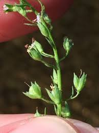 Attēlu rezultāti vaicājumam “Veronica anagallis-aquatica fruit”