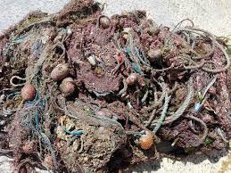 Image result for TAL Divers