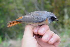 Attēlu rezultāti vaicājumam “Phoenicurus phoenicurus”