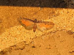 Attēlu rezultāti vaicājumam “Eupithecia icterata”