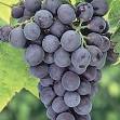 Seedless Concord Grapes - Grape Vines - Small Fruit and Berries ...