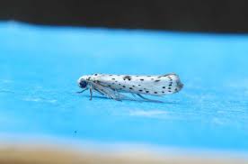 Attēlu rezultāti vaicājumam “Yponomeuta plumbella”