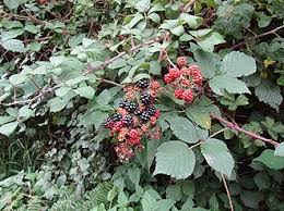 Attēlu rezultāti vaicājumam “Rubus plicatus fruit”