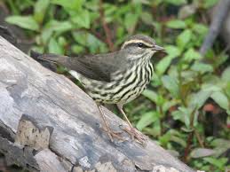 Image result for Seiurus noveboracensis