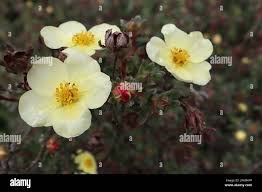 Attēlu rezultāti vaicājumam “Libanotis montana leaf”