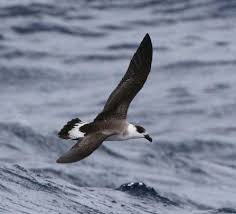 Image result for Pterodroma hasitata