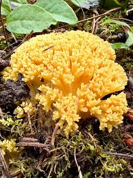 Attēlu rezultāti vaicājumam “Ramaria flava”