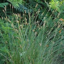 Attēlu rezultāti vaicājumam “Carex paupercula”