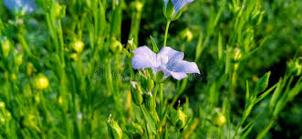 Attēlu rezultāti vaicājumam “Linum usitatissimum bud”