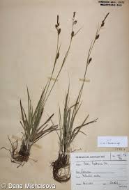 Attēlu rezultāti vaicājumam “Carex hostiana”