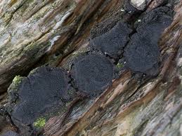 Attēlu rezultāti vaicājumam “Biscogniauxia repanda”