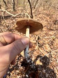 Attēlu rezultāti vaicājumam “Entoloma vernum”