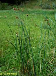Attēlu rezultāti vaicājumam “Schoenoplectus lacustris subsp. lacustris”