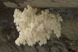 Attēlu rezultāti vaicājumam “Hericium coralloides”