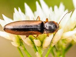 Attēlu rezultāti vaicājumam “Dalopius marginatus”