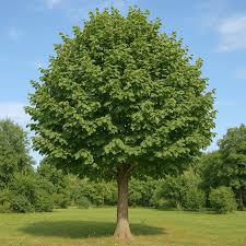 Attēlu rezultāti vaicājumam “Corylus colurna”