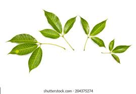 Attēlu rezultāti vaicājumam “Populus simonii leaf”