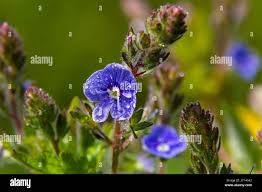 Attēlu rezultāti vaicājumam “Veronica chamaedrys bud”